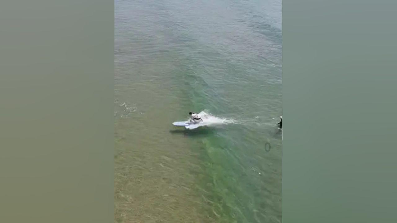 小猫钓鱼游戏龙王版有船